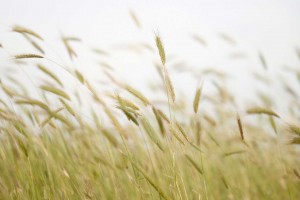 A field of wheat waves gently in a breeze. 