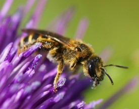 Bee