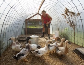 Ducks at the farm
